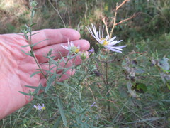 Galatella dahurica
