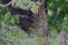 Panthera pardus pardus