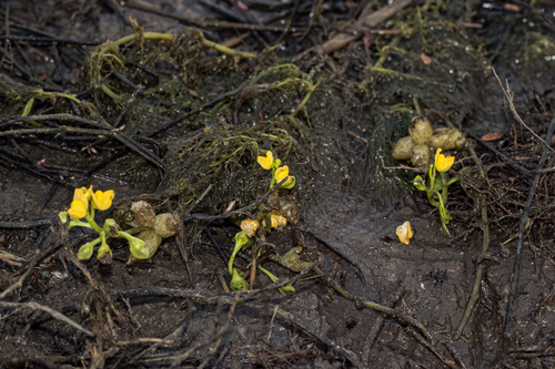 Utricularia stellaris image