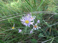 Aster altaicus