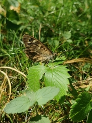 Nymphalidae