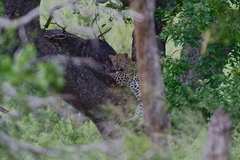 Panthera pardus pardus