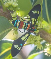 Euchromia folletii