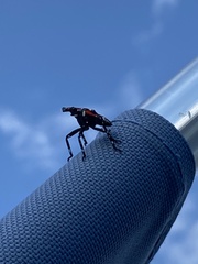 Lycorma delicatula