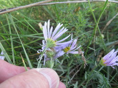 Aster altaicus