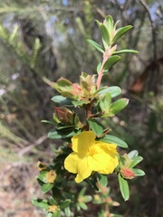 Hibbertia bracteata