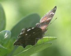 Junonia natalica natalica