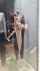 Anacridium aegyptium