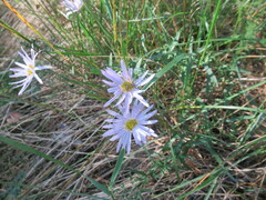 Aster altaicus