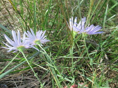 Aster altaicus