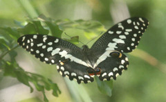 Papilio demodocus demodocus