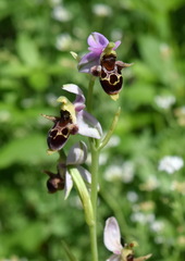 Ophrys oestrifera
