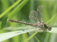 Paragomphus cognatus