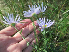 Aster altaicus