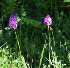 Anacamptis pyramidalis