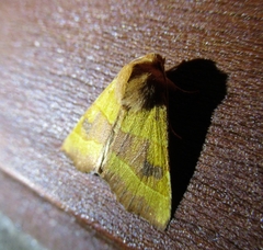 Atethmia centrago