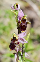 Ophrys oestrifera