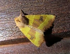 Atethmia centrago