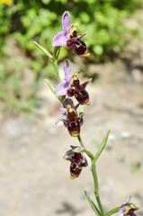 Ophrys oestrifera