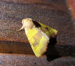 Atethmia centrago