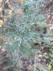 Artemisia abrotanum