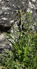 Epipactis palustris