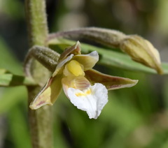 Epipactis palustris