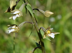 Epipactis palustris