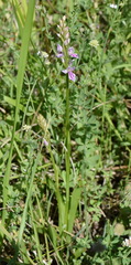 Dactylorhiza iberica