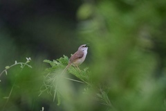 Prinia subflava