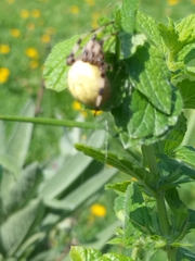 Araneus quadratus