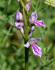 Dactylorhiza iberica