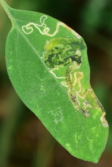 Chrysoesthia sexguttella