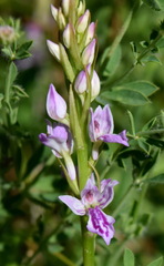 Dactylorhiza iberica
