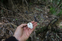 Protubera parvispora