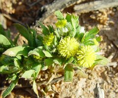 Triptilodiscus pygmaeus