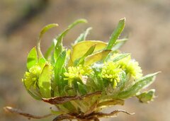 Triptilodiscus pygmaeus