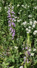 Dactylorhiza iberica
