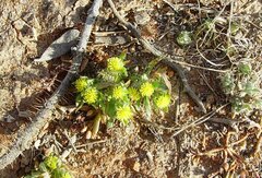 Triptilodiscus pygmaeus