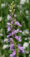 Dactylorhiza iberica
