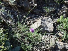 Centaurea sarandinakiae