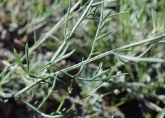 Centaurea sarandinakiae