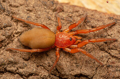 Caponia capensis