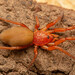 Caponia capensis - Photo (c) Rudolph Steenkamp, some rights reserved (CC BY-NC), uploaded by Rudolph Steenkamp