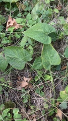 Viola hirta