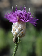 Centaurea sarandinakiae