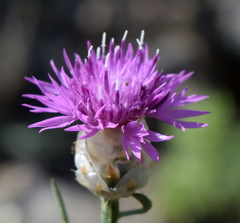 Centaurea sarandinakiae