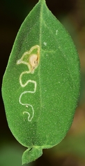 Chrysoesthia sexguttella