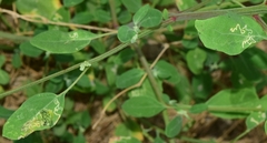 Chrysoesthia sexguttella