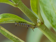 Danaus chrysippus